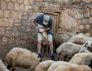 Greece announces restrictions to combat goat plague outbreak