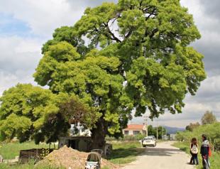 Monumental trees shed light on country’s natural heritage