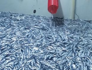 Number of fish caught drops by half, expert warns