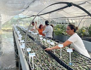 Project launched to identify drought-tolerant tea varieties