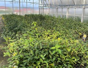 Scientists study drought tolerant tea varieties in Rize