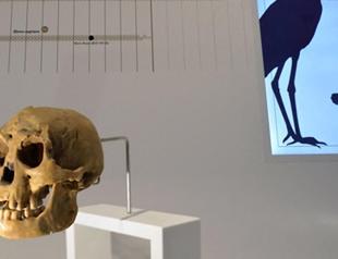 Discovery of tiny bone sheds light on hobbit humans