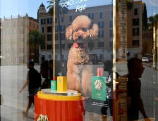 Dolce & Gabbana launches controversial dog perfume
