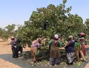 Rural agriculture program supports reverse migration