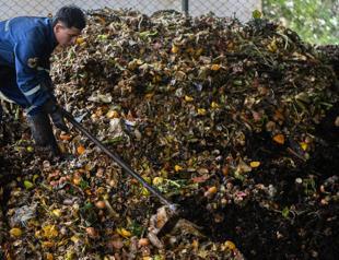 In Colombia, hungry beetle larvae combat trash buildup