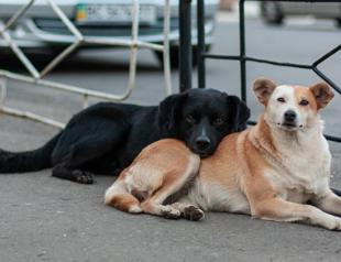 Politicians raise voice against mass killing of stray animals