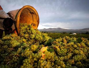 Time to grab the grape