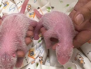 Hong Kong welcomes the birth of its first locally born giant pandas
