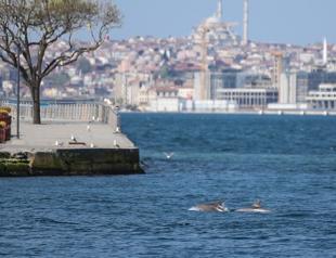 Turkish scientists study rare dolphin vigil in Marmara Sea