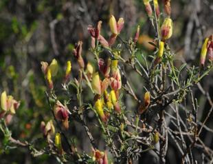 Fires ravage endemic plants in İzmir