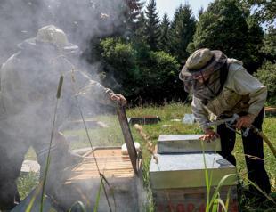 Bees starving in disastrous year for French honey