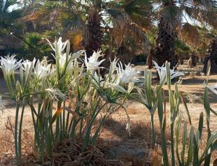Hefty fine imposed for picking sea daffodils