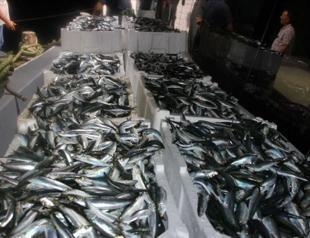 Fishermen cast lines as seasonal ban lifts