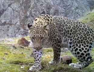 New fines established for hunting endangered species