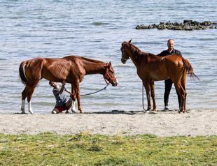 Champion racehorses rejuvenate in Van Lake