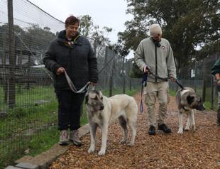 Turkish dog breed safeguards Africa farms to save cheetahs for a decade