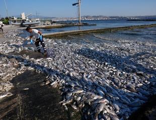 Municipality fined amid pollution, mass fish death in Gulf of İzmir
