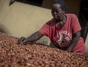 Ghana raises cocoa price by 45 percent to deter smuggling