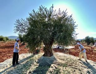 Olive oil producers focusing on US, Australia, Japan