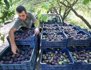 Bursa’s black figs gear up for journey to Europe