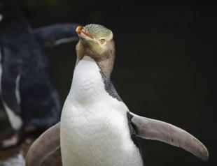 A smelly penguin wins New Zealands hard-fought bird election