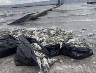 Early season catch plummets as pollution hits Aegean fishermen