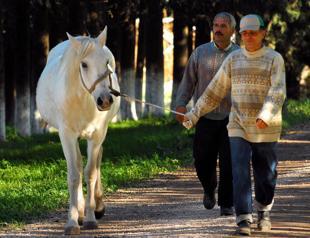Horse breeding, racing draw investors’ interest