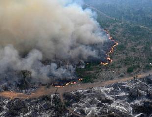 Amazon forest loses area the size of Germany and France