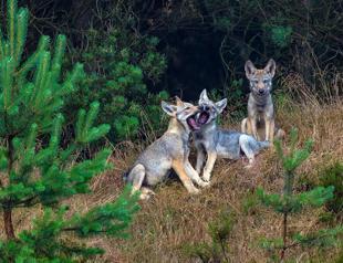 EU states back plan to downgrade wolf protection status