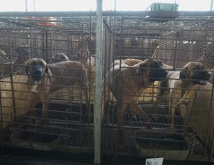 South Korea sets a compensation plan for dog meat farmers