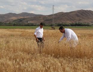 Scientists develop new wheat varieties after 14-year research