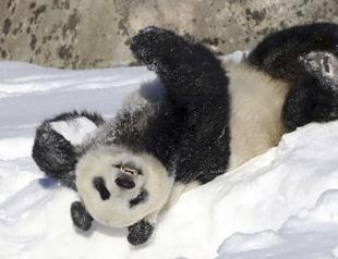 Finland zoo returns giant pandas to China