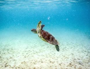 Türkiye signs UN agreement to protect marine biodiversity