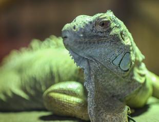 Number of green iguanas in Bursa reaches 127 in 5 Years