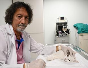 Stem cell therapy offers hope for cat