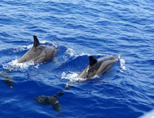 Researchers discover new dolphin species in Türkiye