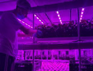 Sustainable farming takes root in mall parking lot