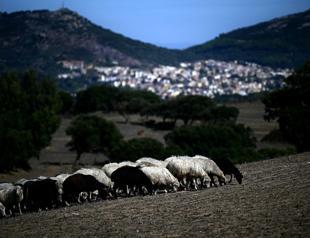 Sardinias sheep farmers battle bluetongue as climate warms