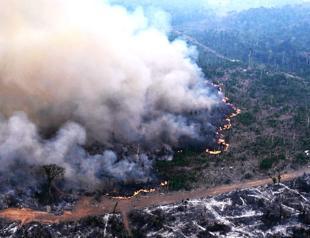 Deforestation accelerates amid global concerns