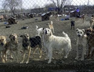 British couple adopts out stray dogs in Turkish city