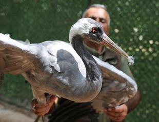 Center provides care for blind crane