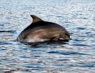 Bottlenose dolphins show signs of starvation: Study
