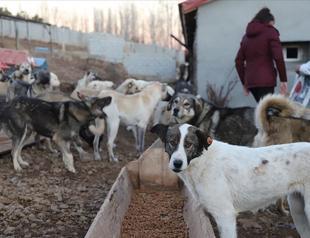 Probe launched in Kırklareli after mass animal deaths
