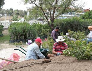 Local producers promote mastic gum cultivation in Çeşme