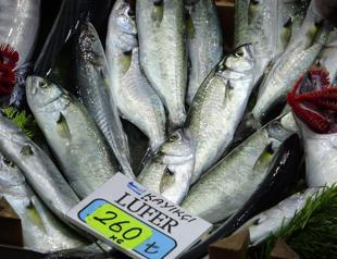 Global promotional efforts underway for Bosphorus bluefish