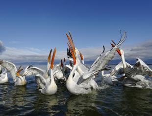 Pelican migration disrupted in Türkiye due to feeding: Expert