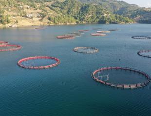 Kahramanmaraş fishermen export to 54 countries post-quake