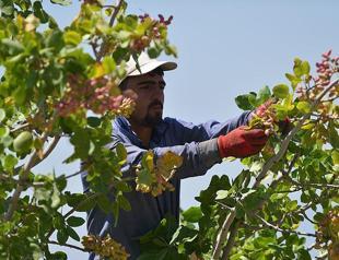 Gazianteps pistachios earn 2nd place on renowned gastronomy list