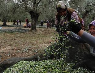 Türkiye expects record olive yield despite climate challenges