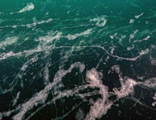 Mucilage reappears in Marmara Sea, says expert